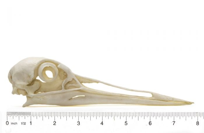 Crane (Sandhill) Skull Replica