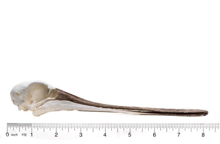 Spoonbill (Roseate) Skull Replica