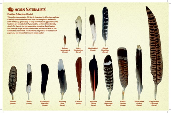 North American Bird Feather Replicas Set: Birds I.
