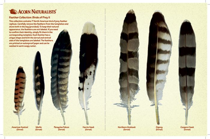 North American Bird Feather Replicas Set: Birds Of Prey Ii.