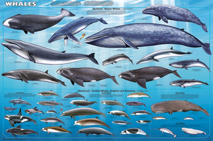 Whales Poster (Laminated)