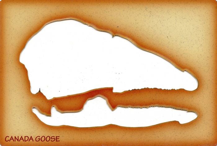 Goose (Canada) Trace-A-Skull® Template.