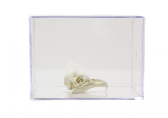 Owl Skull Collection with Discounted Museum Display Cases