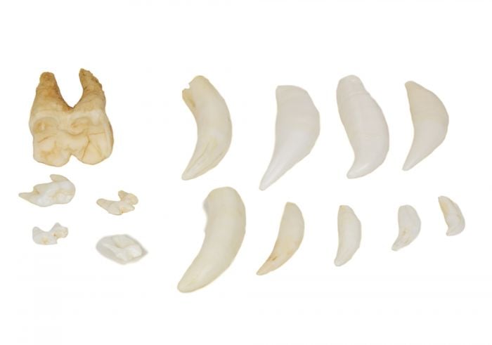 Resin-Cast Tooth Replica Collection (14 Replicas)