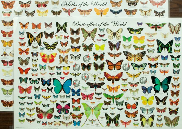 Butterflies & Moths Laminated Poster Set (Discounted Set of 2 Posters)