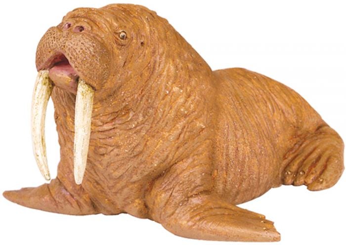 Walrus Model