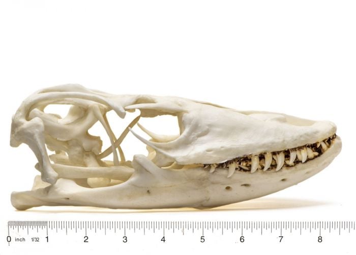 Komodo Dragon Skull Replica