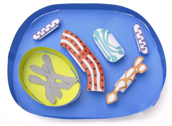 Simple Animal Cell 3-D Model Making Kit®