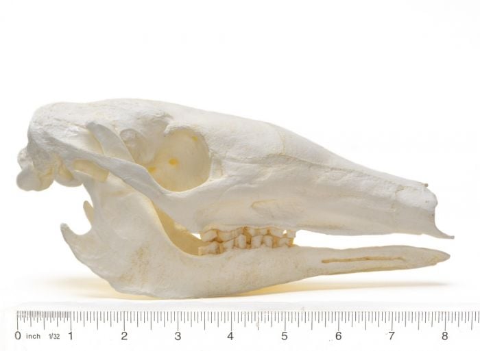 Aardvark Skull Replica