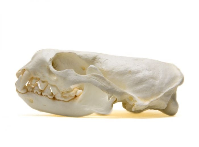 Otter River Skull Replica