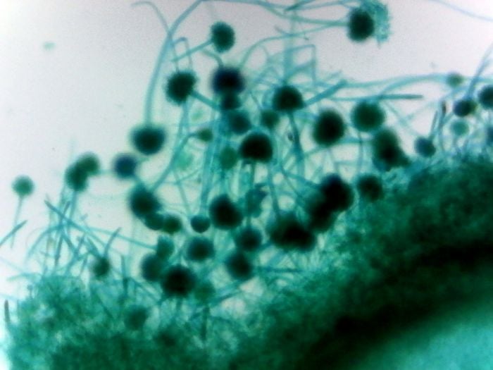 Aspergillus Fungus Prepared Microscope Slide