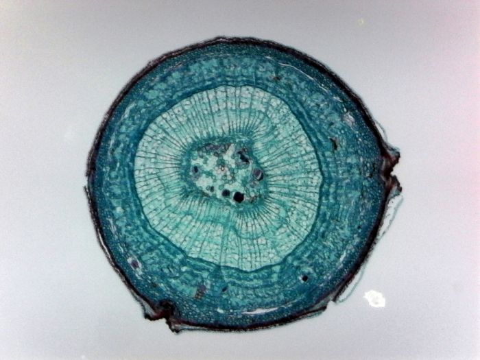 Basswood (Stem Cross-Section) Microscope Slide