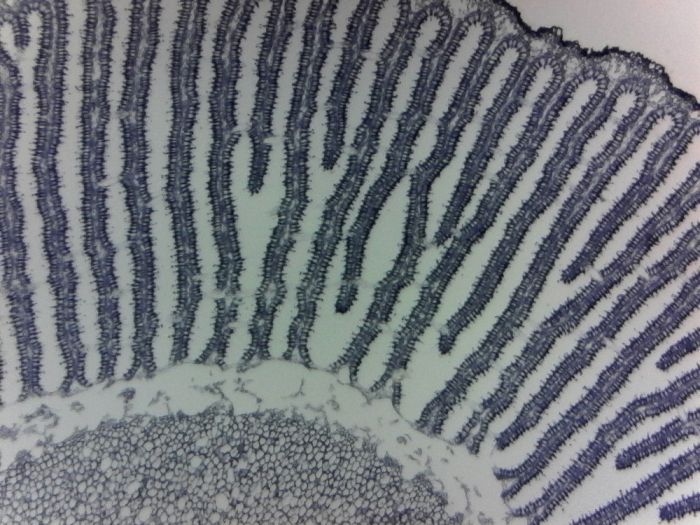 Mushroom Prepared Microscope Slide