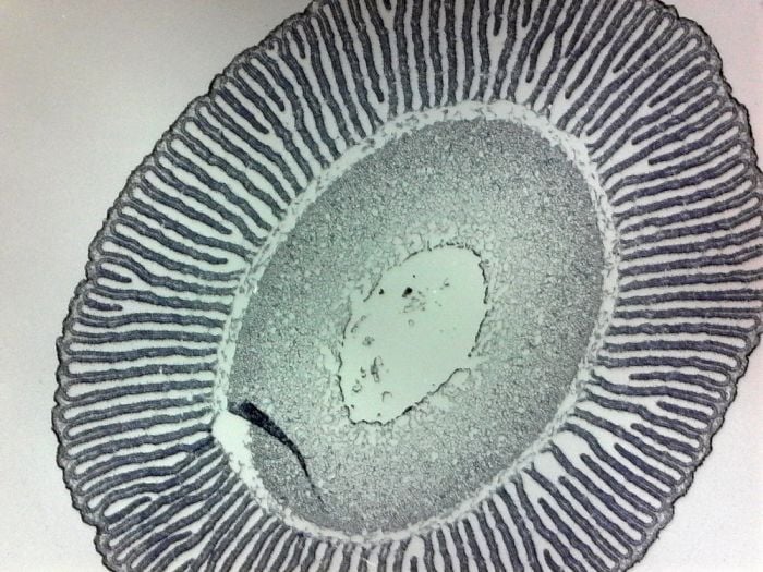 Mushroom gills microscope slide
