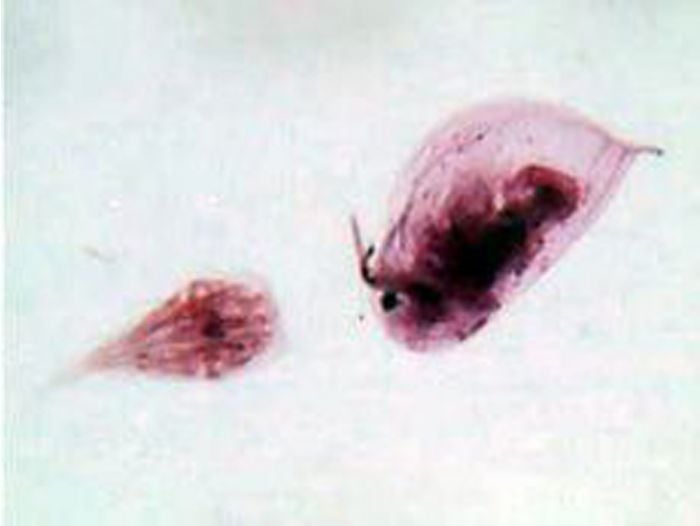 Daphnia And Cyclops (Whole Mount) Microscope Slide
