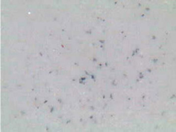 Diatoms (Mixed) Microscope Slide