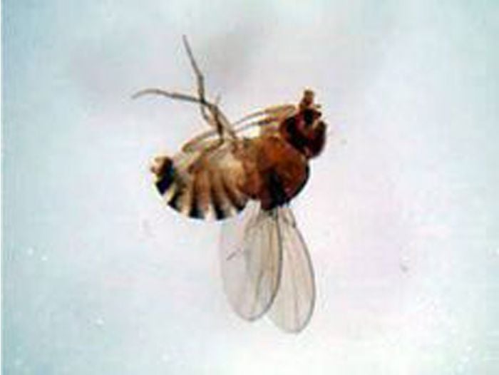 Fruit Fly (Whole Mount) Microscope Slide