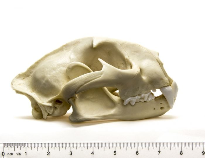 Cougar Skull Replica