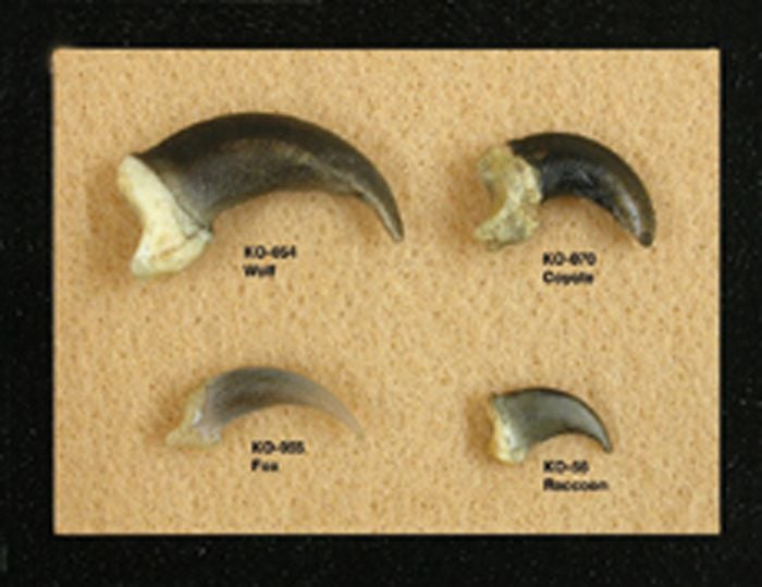 Mammal Claws Display (Fox