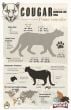 Cougar Facts Poster (Carnivore Facts Series)
