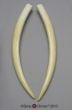 Walrus Tusk Replicas (Matched Pair)