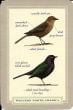 Sibley Backyard Birding Flash Cards: 100 Common Birds of Eastern and Western North America