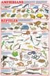 Amphibians And Reptiles Poster (Laminated)