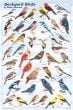 Backyard Birds Of North America Poster (Laminated)