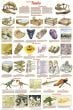 Fossils Poster (Laminated)