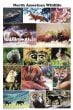 North American Wildlife (Laminated Poster)