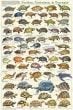Turtles & Tortoises (Laminated Poster)