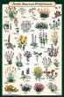 North American Wildflowers Poster (Laminated)