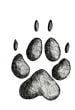 COYOTE TRACK STAMP (Front Left Foot).