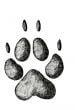 COYOTE TRACK STAMP (Front Right Foot).