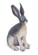 Hare (Desert) or Rabbit (Jack) Model