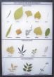 Leaf Shapes And Arrangements Display
