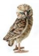 Burrowing Owl (Hansa Plush)