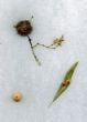 Plant Parasites Display: The Life And Lore Of Insect Galls