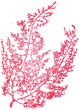 Red Alga Rubber Stamp: Feathery Shape