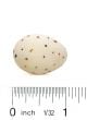 Meadowlark (Western) Egg Replica