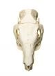 Capybara Skull Replica