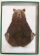 Eurasian Bear Holiday Boxed Notes