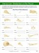 Owls & Owl Pellet Dissection Resource Guide