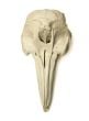 Dolphin (Bottlenose) Skull Replica