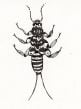 Stonefly Larva Rubber Stamp (Aquatic Macroinvertebrate Stamp Series)