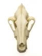 Wolf (Siberian Gray) Skull Replica