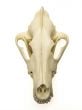 Wolf (Alaskan Gray) Skull Replica