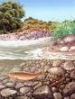 Nature Niches® Aquatic Life Habitat Boards (Pack of 5)