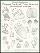 Mammal Tracks of North America Poster: Wild Signatures on the Land
