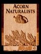 Acorn Naturalists Wood Bookmark